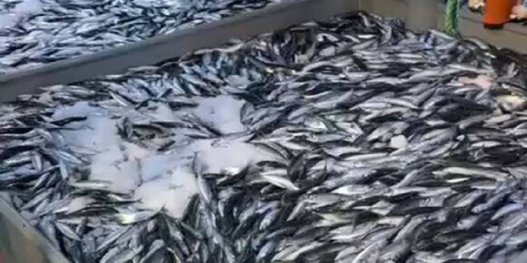 Yurt dışına kasa kasa gidiyor! İtalya, İspanya, Portekiz istiyor: 300 TL’lik fiyattan ürün talebe yetmiyor 4